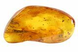 Phenomenal Fossil Bristletail (Archaeognatha) In Baltic Amber #73323-3